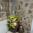 스테이아호이 이미지