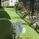 꽃길만걷개 이미지