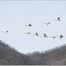 고니야 이미지