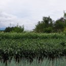 미력 농장 이미지