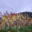 폭죽덩쿨 씨앗나눔(2차) 이미지