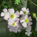 Oxalis Comosa 사랑초 코모사,, 이미지