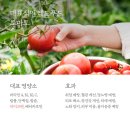 슈퍼토마토