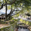 풀잎마을 | 전통마을 숲 I 김용덕