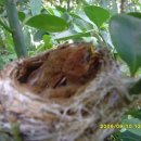 사철나무집 이미지