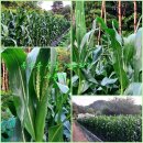 자연마트 이미지