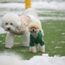 할리우독 이미지