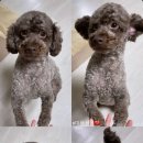 단델리온 견살롱 네이버블로그