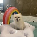 가평 댕댕이 애견 풀빌라 펜션 블루 이미지