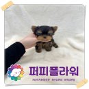 강아지분양 애견분양 퍼피플라워 중랑점 이미지