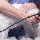 댕댕이미용 이미지