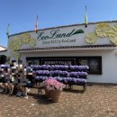 테크랜드 | 제주도 에코랜드 테마파크 6월 후기