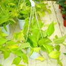 고운스킨 이미지