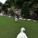 장미펜션 이미지