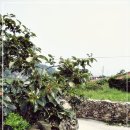 돌담과 초록 이미지