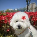 털로덮인친구들 동탄호수공원점 이미지