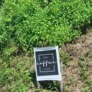 근교 태국 빠이 카페- 내돈내산 찐 추천, dear your mind, lalamal cafe, pai coffee studio, time cafe
