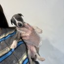 휘핏 | 특수견 휘핏분양 직접 상담 받아보고 알게 된 현실 후기