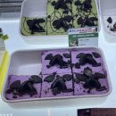 [서울숲] 투썸플레이스 서울숲역점 | 핑구 X 투썸 콜라보 굿즈 총정리 + 카페 방문 후기