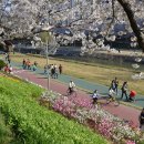 온천천시민공원 영산홍 이미지