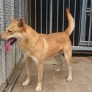 청주진도견연구소 이미지