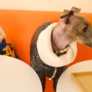 하프잇댕 이미지