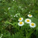 산마을길 이미지