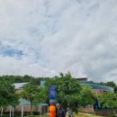 신효동 하귤나무 이미지