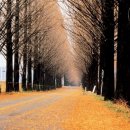 군청 메타세콰이어길 이미지