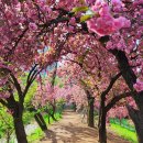 퐁실퐁실 전국 겹벚꽃 명소 베스트10 가볼만한곳 개화시기 이미지