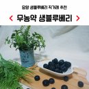 박정숙 농장 | 맛있는 담양 무농약 생블루베리, 직거래 좋아요 :)