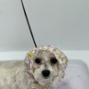 펫라운지 애견유치원 애견호텔 애견미용 이미지