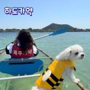 제주도 애견 동반 액티비티 , 제주도 아이랑 할만한 제주 이색 데이트 액티비티 하도카약