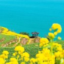 들꽃이 있는 바다 이미지