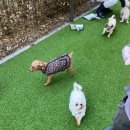 이웅종 반려동물 힐링센터 | 국제 강아지의 날 맞아 다녀온 반려마루 봉사활동 / 엽포터즈 11기 3월 봉사활동 후기