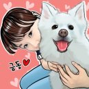 쿨펫 이미지