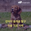 나루동물병원 | 강아지 슬개골 탈구 수술 송파나루동물병원추천 샤인동물메디컬센터