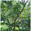 김종철농장 이미지