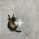 전포할배 | 부산길고양이센터 청소봉사 후기 12회