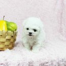 도그블랑 이미지