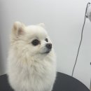 멍이발소 이미지