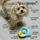 강아지 노즈워크 장난감 옙퍼피 떴다빙기 회전형 애견장난감 내돈내산 후기