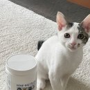 비니펫 | 고양이 유산균 추천 및 급여 후기! 미국산 펫에그 비니백 플러스 454g