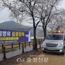 북면 벚꽃길 충청신문