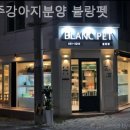 광주강아지분양 블랑펫 이미지