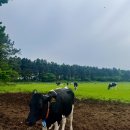 제주와일드 | 제주 5월 축제 추천 와일드 오차드 페스티벌 다녀온 솔직 후기