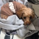 워니 농장 | 26년 멍지의 1-2월 일상기록 (feat.신혼생활/먹방/요리/여행을 곁을인)