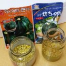 미니밤호박(단호박) 침종하기 이미지