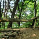 원주굽이길 4코스 꽃양귀비길 이미지