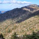 지리산큰나무 이미지